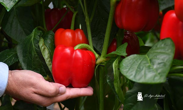 California rojo Abakos de BASF | Nunhems / agroautentico.com