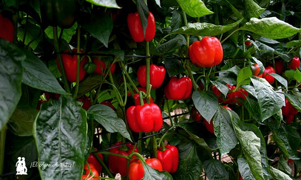 Pimiento Abakos de BASF | Nunhems / agroautentico.com