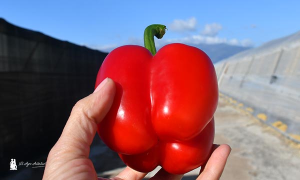 Los rojos: Tiber y Optimus 6