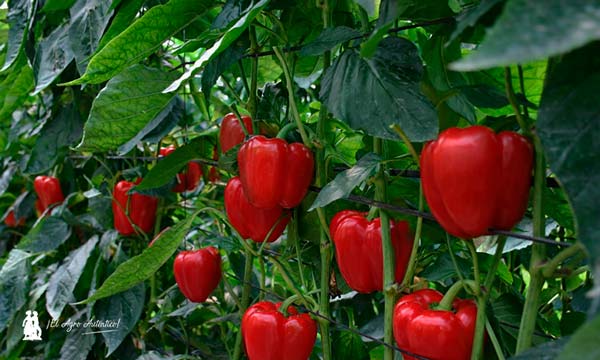 Seeds Technologies y Fraimher Agro llegan con 5 pimientos y 3 colores