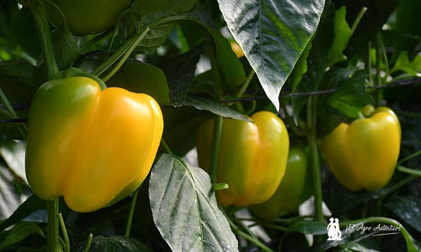 Los rojos: Tiber y Optimus 8