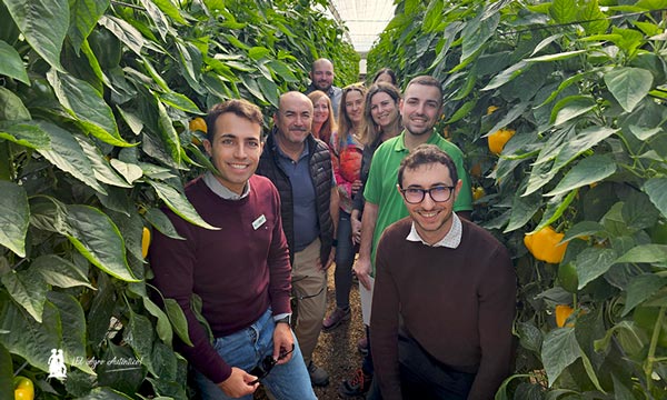 Seeds Technologies y Fraimher Agro llegan con 5 pimientos y 3 colores c