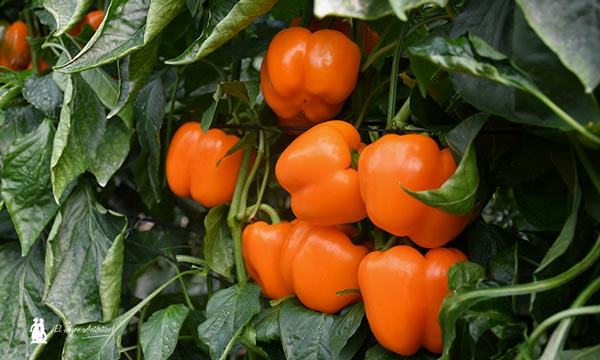 Los rojos: Tiber y Optimus 9