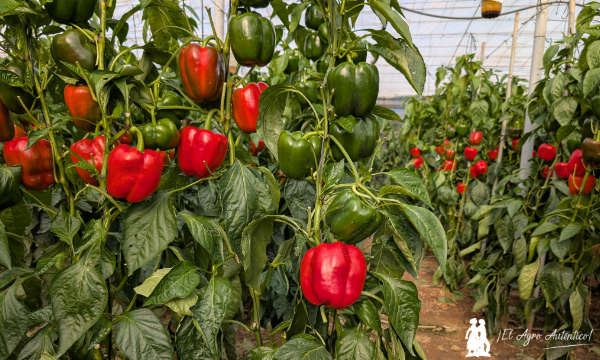 Pimiento california rojo Cancerbero / agroautentico.com