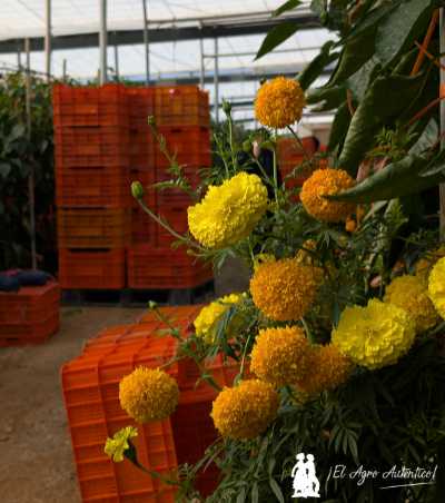 Plantas reservorio para control biológico / agroautentico.com