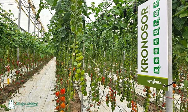Corseo es el nuevo cherry de Syngenta que va muy rápido y asegura kilos 3-agroautentico.com
