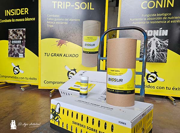 Trip-Soil come en el suelo las pupas y pre-pupas de trips. Biosur control Parvispinus / agroautentico.com