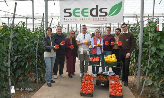 Seeds Technologies y Fraimher Agro llegan con 5 pimientos y 3 colores 2