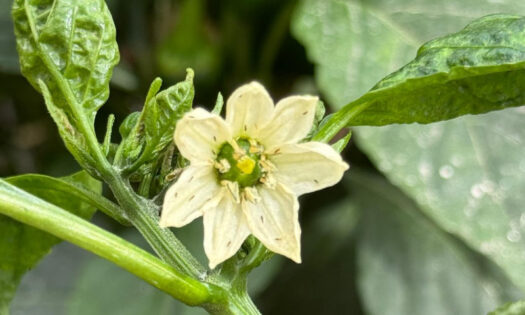 Thrips parvispinus en hoja de pimiento / agroautentico.com