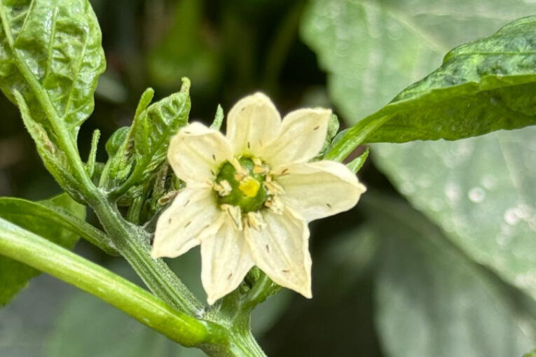 Abierto el plazo hasta el 22 de diciembre para solicitar ayudas por Parvispinus