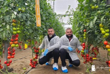 Inauguramos año con la nueva vitrina de tomate de Nunhems en Níjar