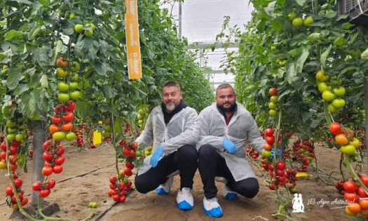 Inauguramos año con la nueva vitrina de tomate de Nunhems en Níjar 2