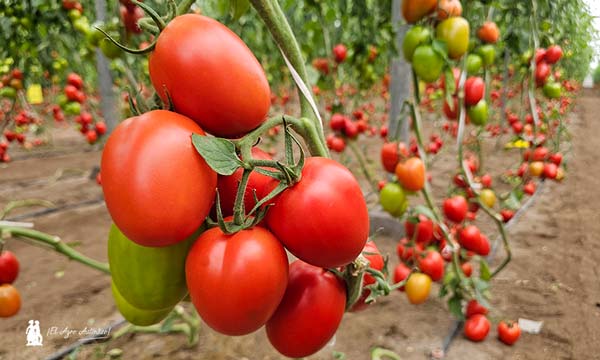 Inauguramos año con la nueva vitrina de tomate de Nunhems en Níjar 5