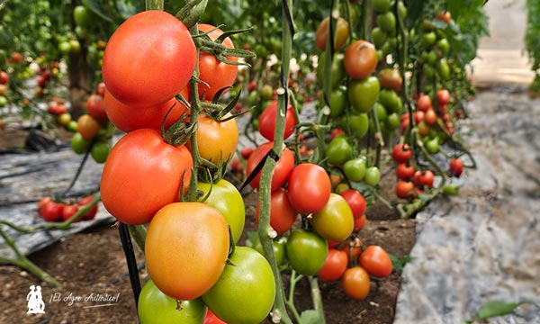 Variedad de tomate de Bayer Seminis resistente a rugoso / agroautentico.com