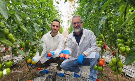 Juan Miguel Robles, especialista de cultivo de tomate, y Juan Francisco Martínez, cadena / agroautentico.com