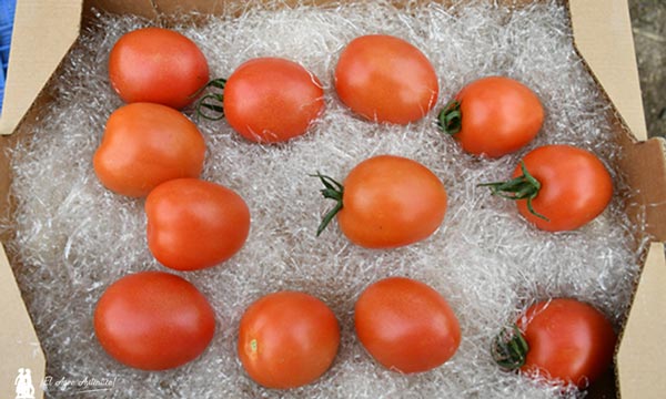 Nuevo tomate pera de Seminis resistente a rugoso / agroautentico.com
