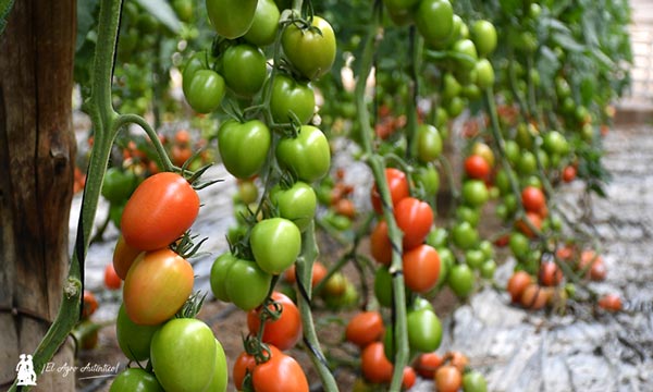 Tomate pera de exportación de Bayer Seminis resistente al virus del rugoso / agroautentico.com