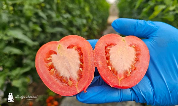 Tomate pera de exportación de Seminis / agroautentico.com