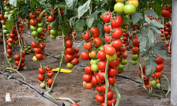 Inauguramos año con la nueva vitrina de tomate de Nunhems en Níjar