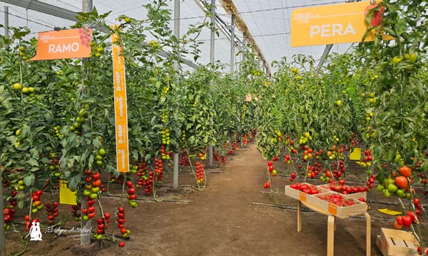 Inauguramos año con la nueva vitrina de tomate de Nunhems en Níjar 2