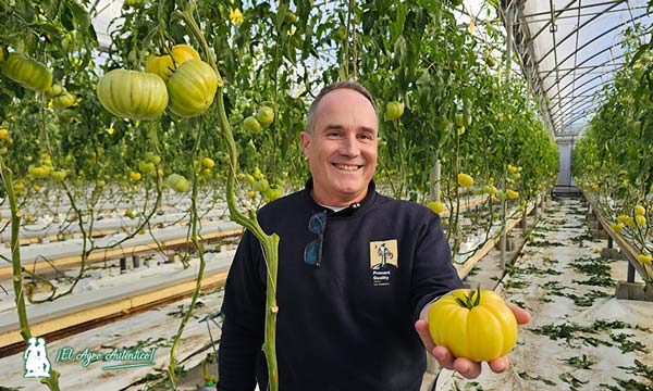Fran Rubiño con el tomate amarillo 'ananas' / agroautentico.com
