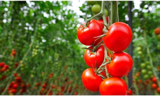 Accudo y Verimark con tecnología para optimizar los rendimientos de una forma sostenible 2