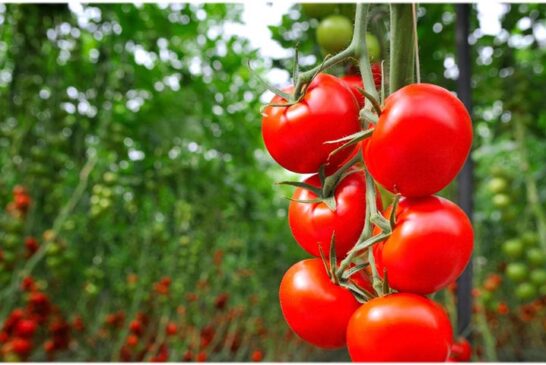 Accudo y Verimark bajo el eslogan 'Porque el principio sí importa'