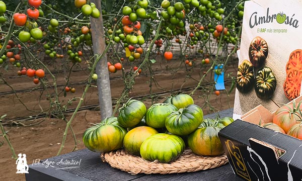 Tomate Ambrosía 5 de HM Clause