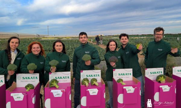 Brassicas Winter Days 2026 de Sakata en la región de Murcia / agroautentico.com