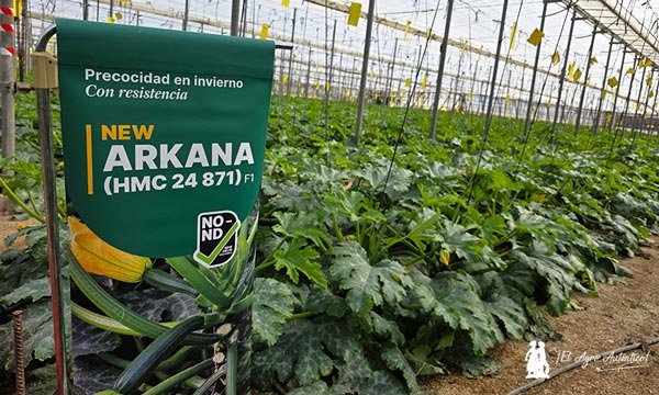 Diferencias entre Arkana y Yakarta