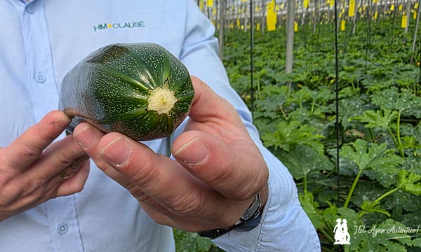 Arkana responde al invierno con resistencias en calabacín 7