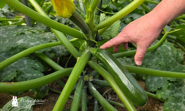 Arkana Facilidad de recolección y mejora de la sanidad vegetal