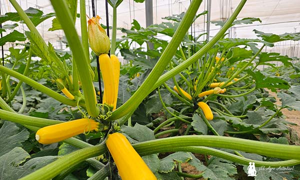 Envasado en campo con el calabacín amarillo de Naturinda / agroautentico.com