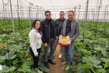 El envasado en campo en calabacín: verde, blanco, redondo y ahora también amarillo