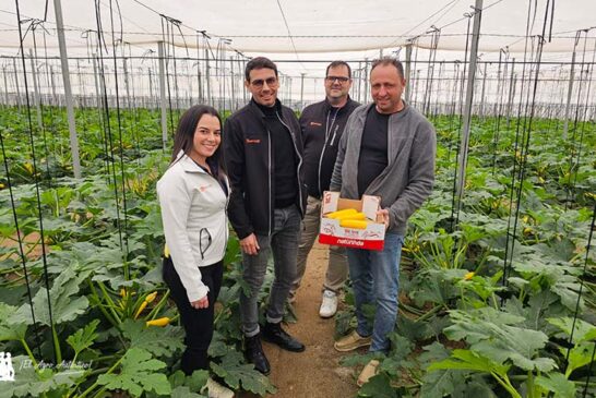El envasado en campo en calabacín: verde, blanco, redondo y ahora también amarillo