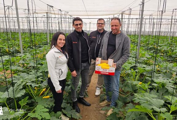 El envasado en campo en calabacín: verde, blanco, redondo y ahora también amarillo