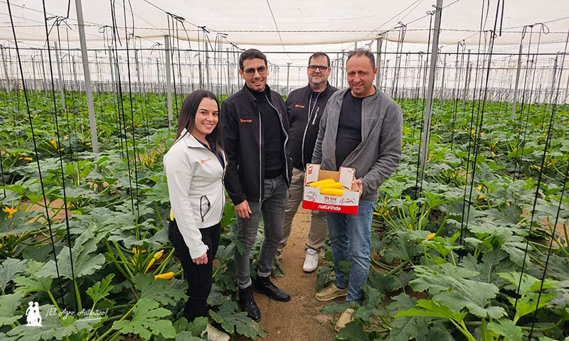 El envasado en campo en calabacín: verde, blanco, redondo y ahora también amarillo