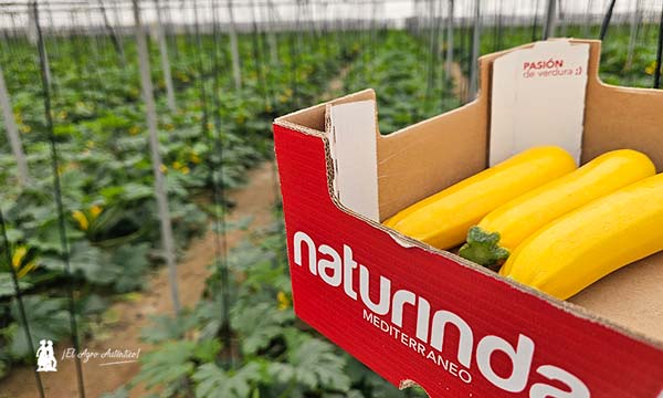 Envasado en campo con Naturinda y el calabacín amarillo / agroautentico.com