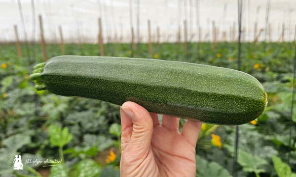 Calabacín de Naturinda / agroautentico.com