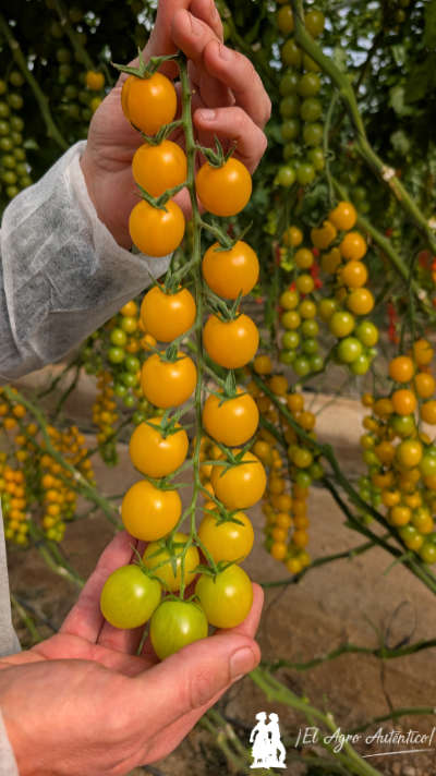 Cherry amarillo de Gautier / agroautentico.com