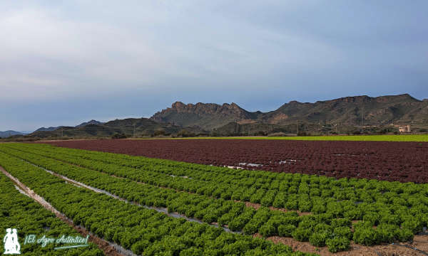 Cultivos de hoja en Pulpí / agroautentico.com