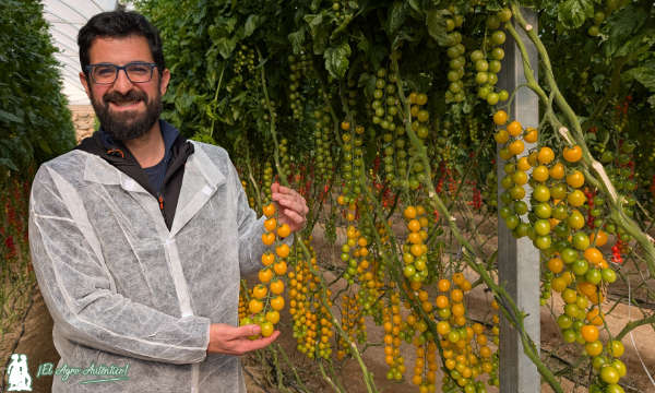 Fran Maleno de SAT Inver con cherry amarillo de Gautier / agroautentico.com