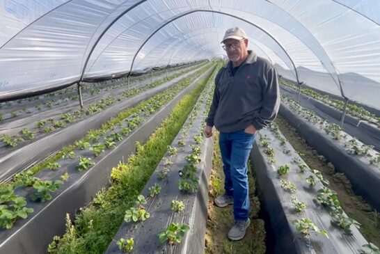 Ecoculture recupera en un 75% del estrés postrasplante en la fresa afectada desde el vivero