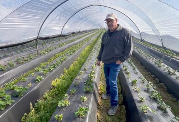 Ecoculture recupera en un 75% del estrés postrasplante en la fresa afectada desde el vivero