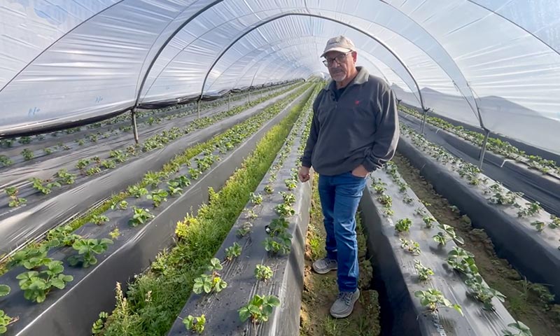 Ecoculture recupera en un 75% del estrés postrasplante en la fresa afectada desde el vivero