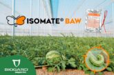 Isomate® Baw, confusión sexual para el control de la rosquilla verde en sandía