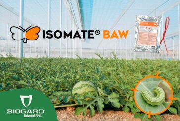 Isomate® Baw, confusión sexual para el control de la rosquilla verde en sandía