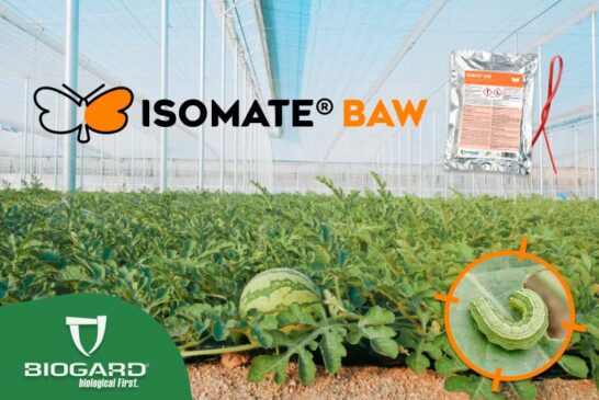 Isomate® Baw, confusión sexual para el control de la rosquilla verde en sandía
