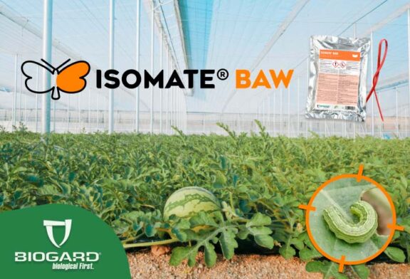 Isomate® Baw, confusión sexual para el control de la rosquilla verde en sandía