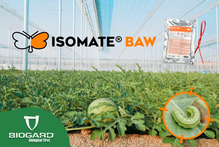 Isomate® Baw, confusión sexual para el control de la rosquilla verde en sandía